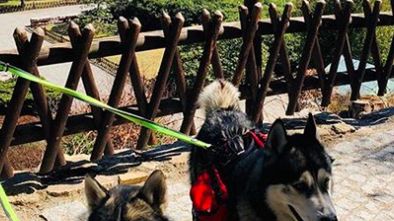 Sampo i Kalev w czasach pandemii wyruszają z sąsiedzką przysługą. Dostarczają mieszkańcom Borowic drobne przesyłki