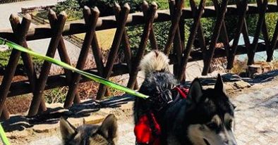 Dolny Śląsk. Borowice. Husky ruszają z sąsiedzką misją