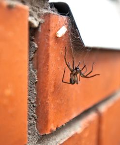 Postaw na parapecie. Pająki nawet się nie zbliżą