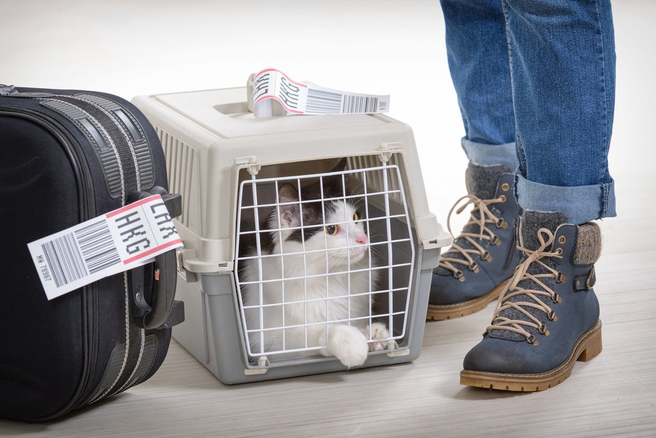 Cat's keen sense uncovers smuggling attempt on Rome flight