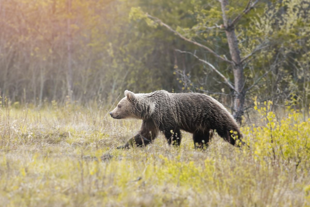 Niedźwiedzi brunatnych jest na Słowacji ok. 1,5 tys.