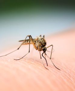 Alarmujące doniesienia. Zakaźna choroba rozprzestrzenia się w Europie