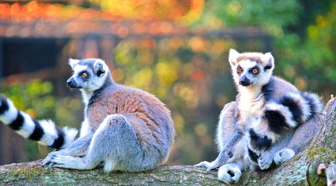 David Attenborough: pieśni życia