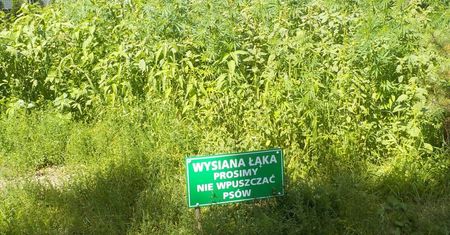 Warszawa. Plantacja marihuany z tabliczką "Wysiana łąka, prosimy nie wpuszczać psów"