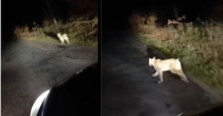 Spotkał go w ciemnym lesie. Nagranie podbija sieć