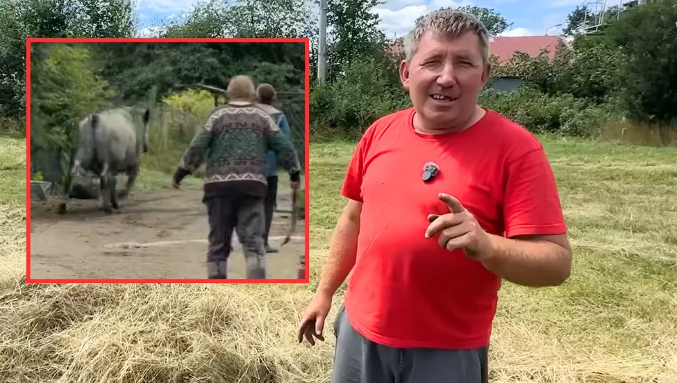 Ucieczka byka u Andrzeja z Plutycz z "Rolnicy. Podlasie". "By nas stratował"