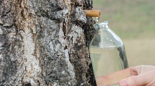 "Leśna kroplówka". Zbiory kuszą, ale można dostać mandat