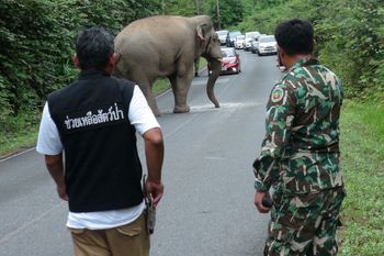 Uwaga na słonie. Ponad 30 wypadków od początku roku