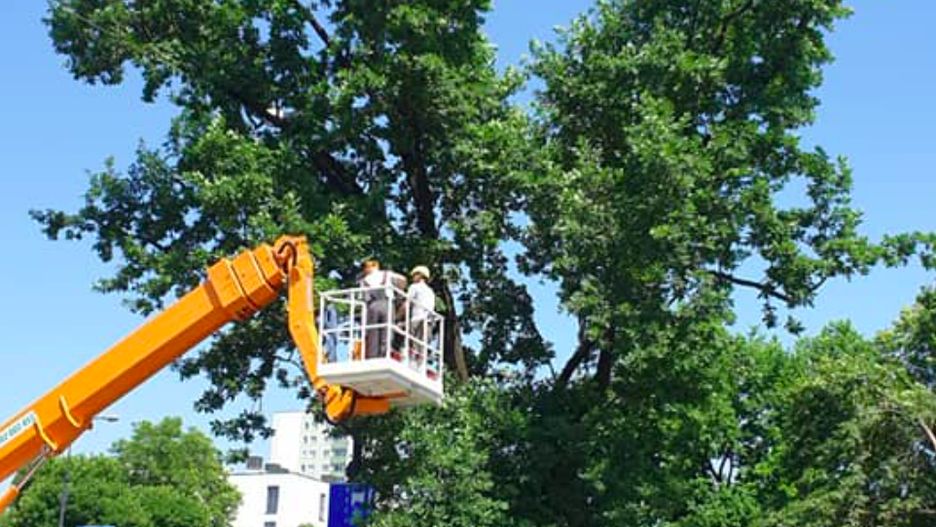 Warszawa. Dąb szypułkowy z ulicy Puławskiej przeszedł zabiegi pielęgnacyjne