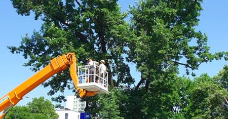 Warszawa. Drzewa jak cenne skarby. Trzeba o nie dbać
