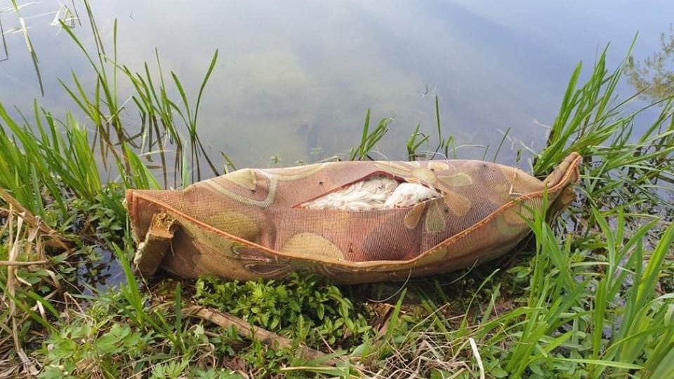 We Wrocławiu wyłowiono ciało zamordowanego i owiniętego w dywan psa.