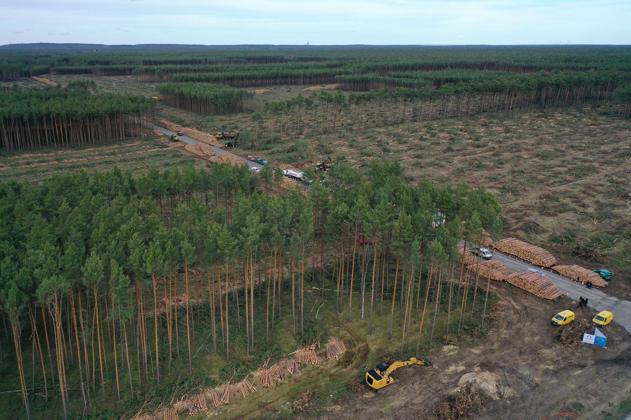 Wycinka drzew pod budowę fabryki Tesli koło miejscowości Gruenheide w Niemczech.