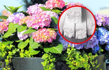 Masz hortensję w donicy? Tak przygotuj ją do zimy