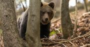 Odstrzał niedźwiedzi w Solinie? "Jedyne skuteczne działanie"
