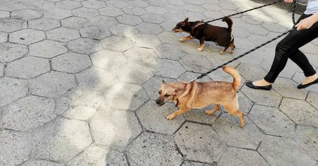 Nadchodzą zmiany dla właścicieli psów. "Czas skończyć z fikcją"