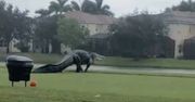 USA. Gigantyczny aligator na polu golfowym [Zobacz wideo]