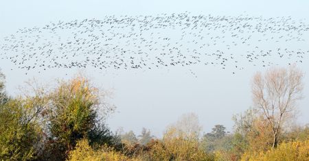 Do Polski dotrze wysoce zjadliwa grypa ptaków? "Tysiące zakażonych"