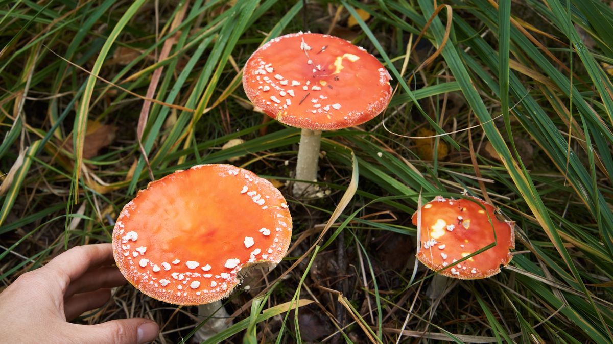 Muchomory czerwone są grzybami trującymi