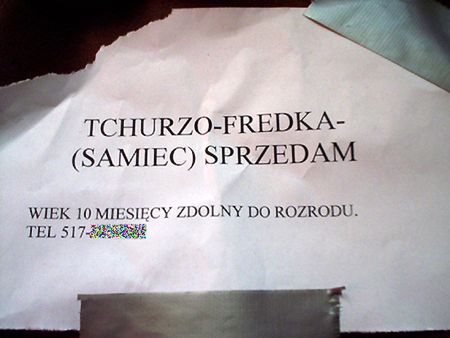 Obraz