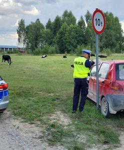 Policyjny pościg za 11-letnim chłopcem z Polski