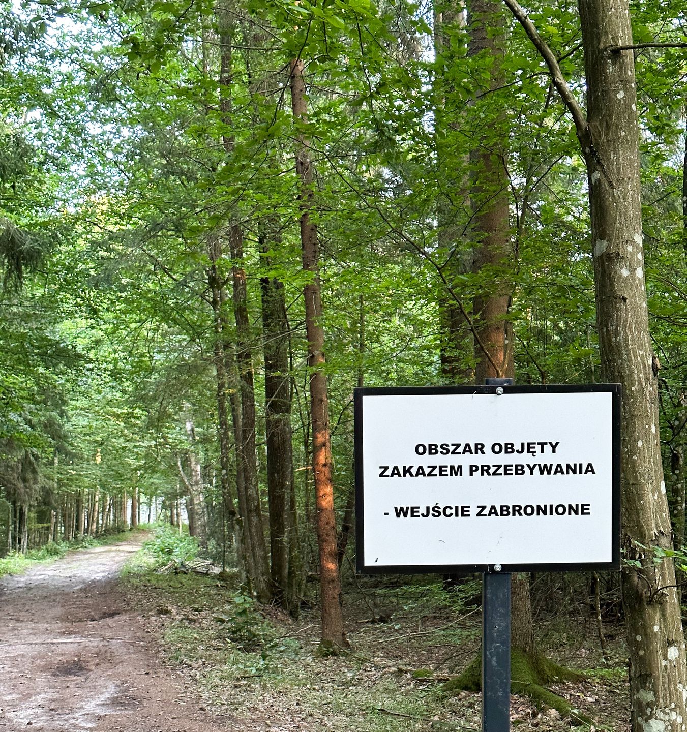 Kryzys migracyjny na granicy ma wpływ na Puszczę Białowieską