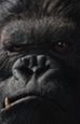 ''Kong: Skull Island'': Współscenarzysta ''Jurassic World'' spotka wielką małpę