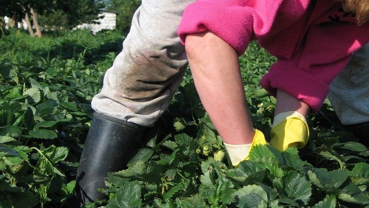 Od 17 maja będą obowiązywać nowe przepisy, umożliwiające tańsze niż dotąd i legalne zatrudnienie do pracy przy zbiorach