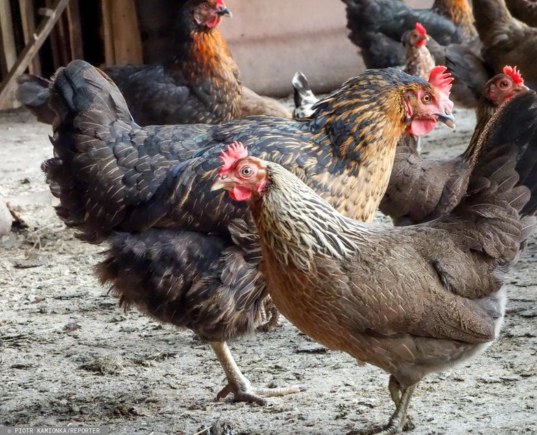 Jest pozytywna ocena. Kluczowy krok w kierunku powrotu polskiego drobiu do Chin