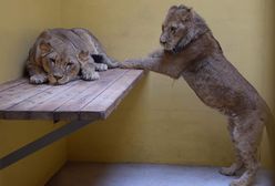 Kolejne lwy dotarły do poznańskiego zoo. "Są w dobrym stanie"