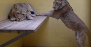 Kolejne lwy dotarły do poznańskiego zoo. "Są w dobrym stanie"