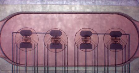 Naukowcy opracowali bioprocesor. Połączyli maszynę z ludzką tkanką mózgową
