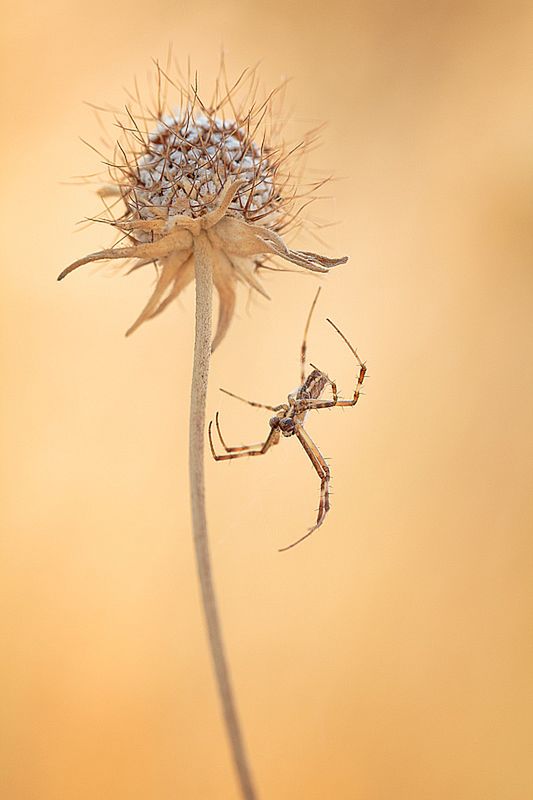 Znamy zwycięzców konkursu International Garden Photographer of the Year 2016 9