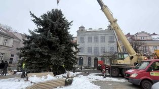 Konin: Choinka już stoi. "Drzewko" ma kilkanaście metrów i waży 3 tony