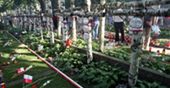 UB przyszło aresztować nieżyjącego Krzysztofa Kamila Baczyńskiego