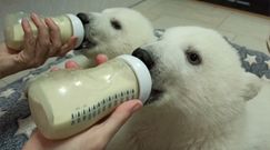 Niezwykła "rodzina zastępcza" niedźwiedzi polarnych z rosyjskiego Gelendzhik