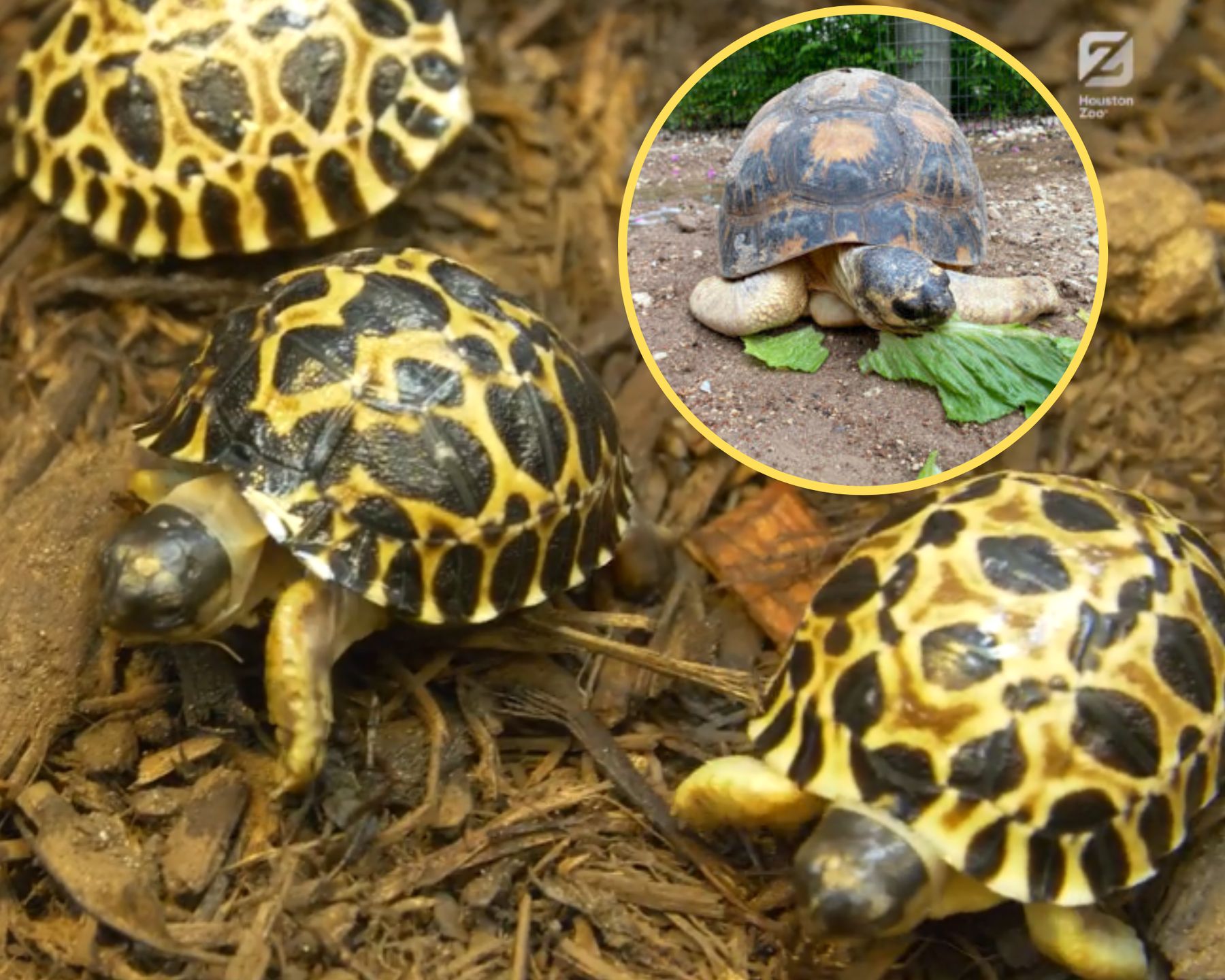 Ma 90 lat i został tatą. Wesołe wieści z amerykańskiego ZOO