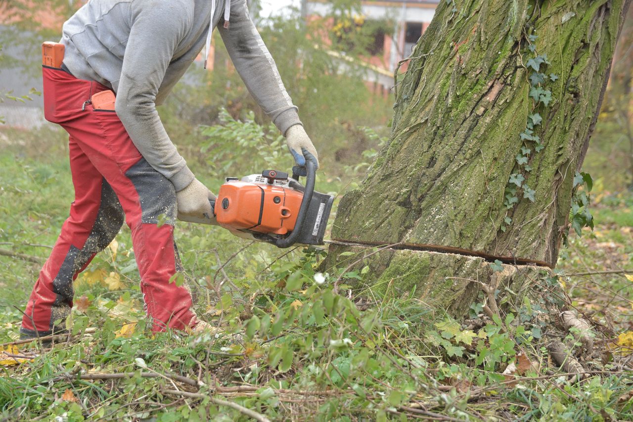 Wycięli im las. Firmy przerzucają się odpowiedzialnością