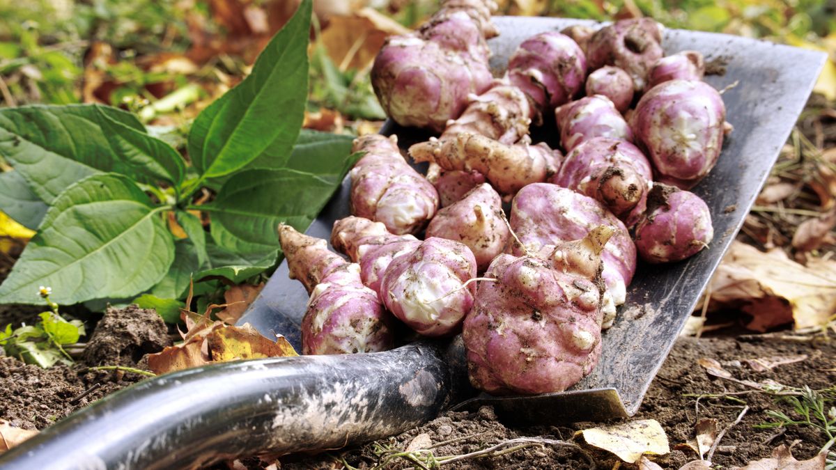 Słonecznik bulwiasty 