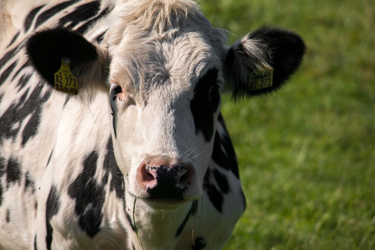 Krowa uciekła przed śmiercią w rzeźni. Schroniła się na wyspach Jeziora Nyskiego
