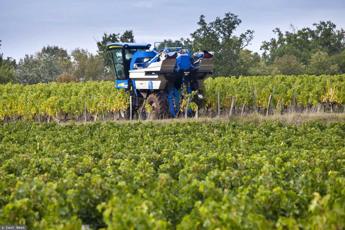 Rząd Francji namawia do karczowania upraw winogron i obiecuje rekompensaty