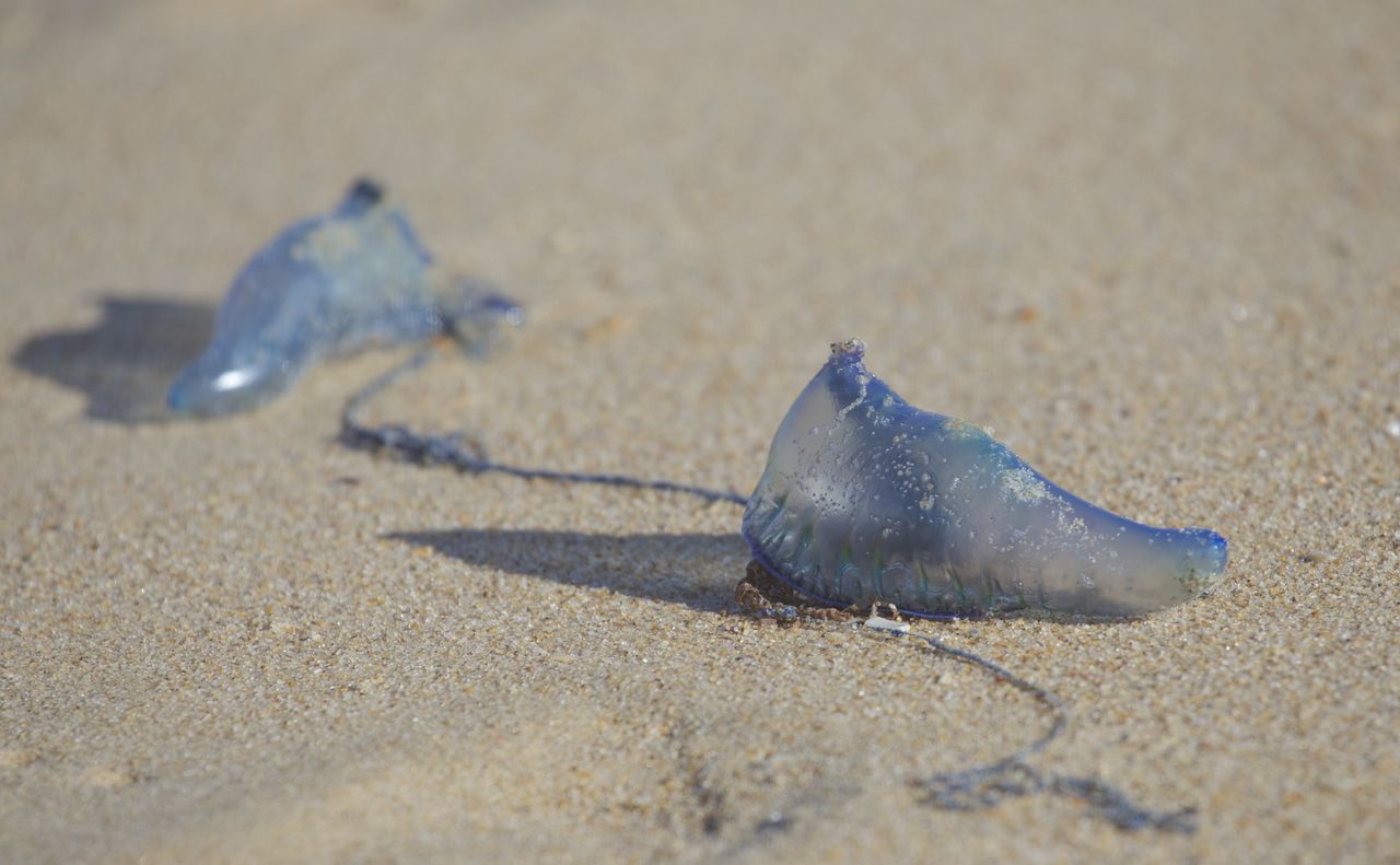 Uwaga na żeglarza portugalskiego. Walijskie służby ostrzegają