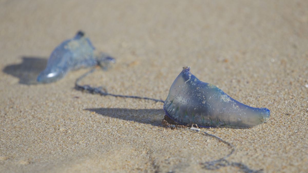 Żeglarz portugalski (Physalia physalis)