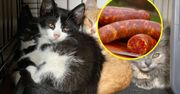 Filety i szynka z kota. Kocia masarnia reklamuje się w internecie