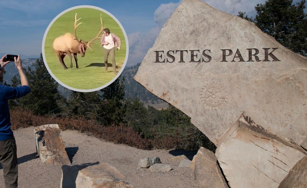 Jeleń kanadyjski zaatakował turystę w Estes Park