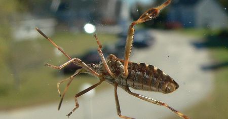 Wchodzi do domów i śmierdzi. Ludzie pytają leśników, co to za owad?