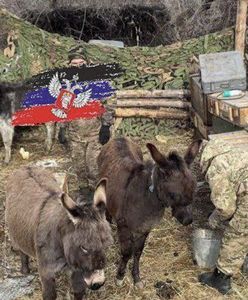 Zmobilizowane osły. Duma potwierdziła wykorzystanie "bojowych" zwierząt