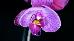 Pielęgnacja orchidei. Domowe nawozy na piękne storczyki