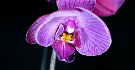 Pielęgnacja orchidei. Domowe nawozy na piękne storczyki