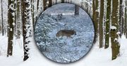 Taki widok to rzadkość. "Pojawia się i znika jak duch"
