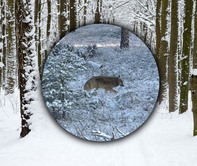 Taki widok to rzadkość. "Pojawia się i znika jak duch"